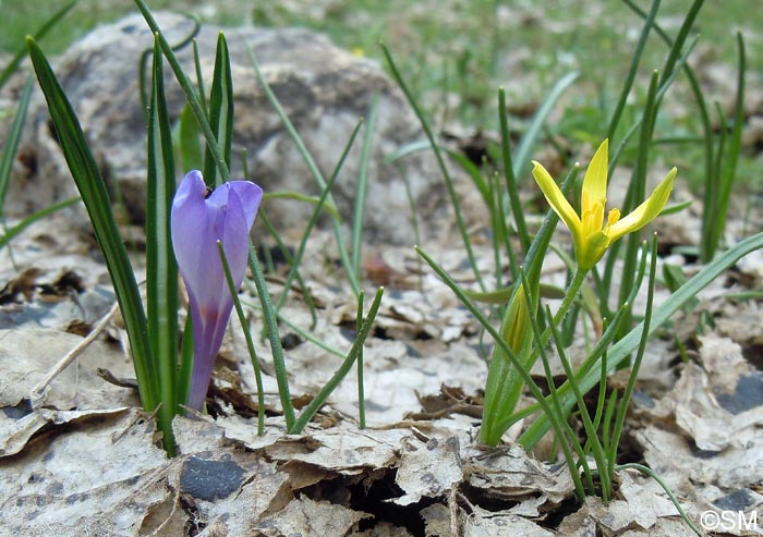 Gagea fragifera & Crocus vernus