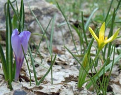 Crocus vernus & Gagea fragifera