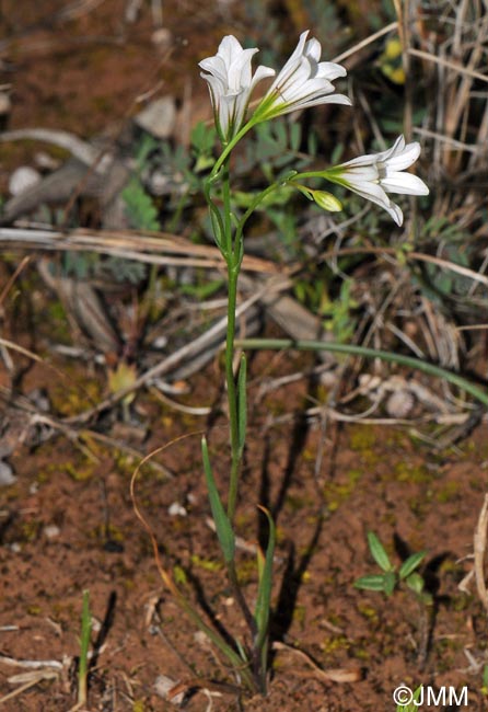 Gagea graeca = Anthericum graecum