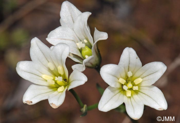 Gagea graeca = Anthericum graecum