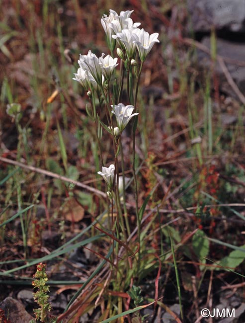 Gagea graeca = Anthericum graecum