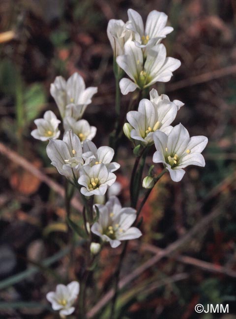 Gagea graeca = Anthericum graecum