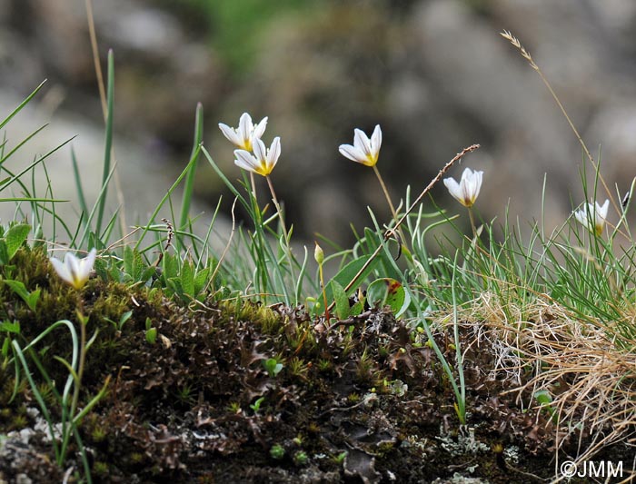 Gagea serotina = Lloydia serotina