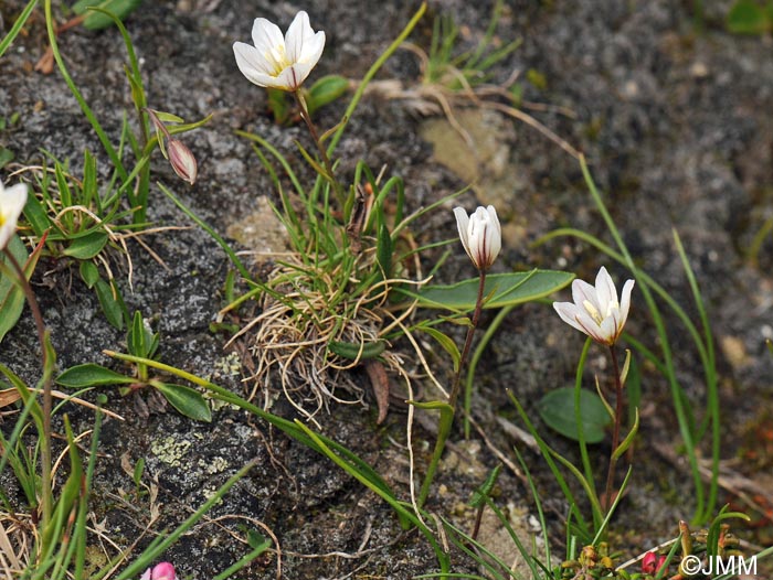 Gagea serotina = Lloydia serotina