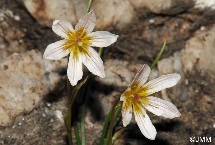 Gagea serotina = Lloydia serotina