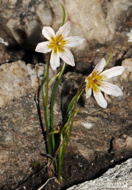 Gagea serotina = Lloydia serotina