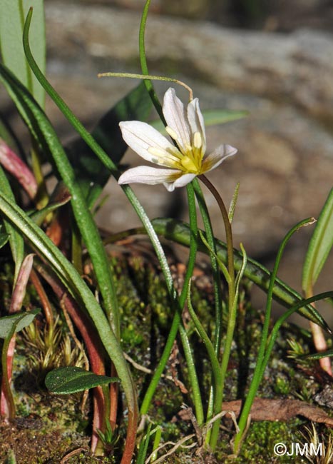 Gagea serotina = Lloydia serotina