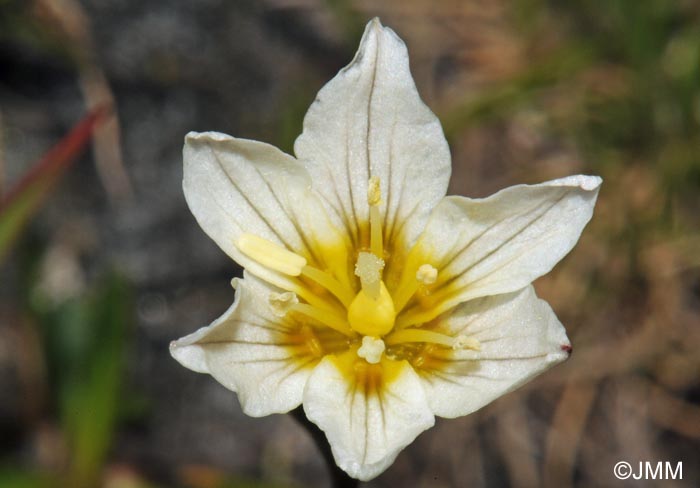 Gagea serotina = Lloydia serotina