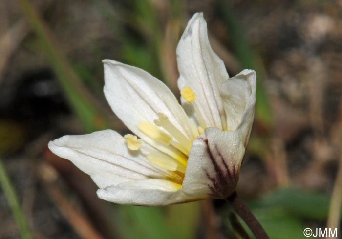 Gagea serotina = Lloydia serotina