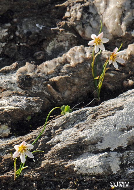 Gagea serotina = Lloydia serotina