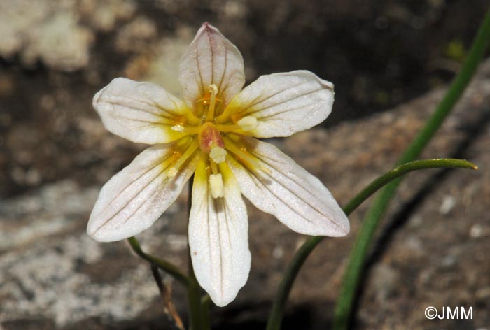 Gagea serotina = Lloydia serotina