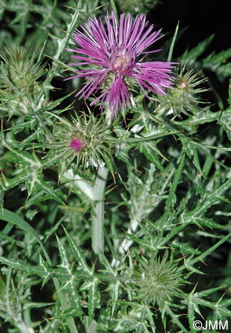 Galactites tomentosus