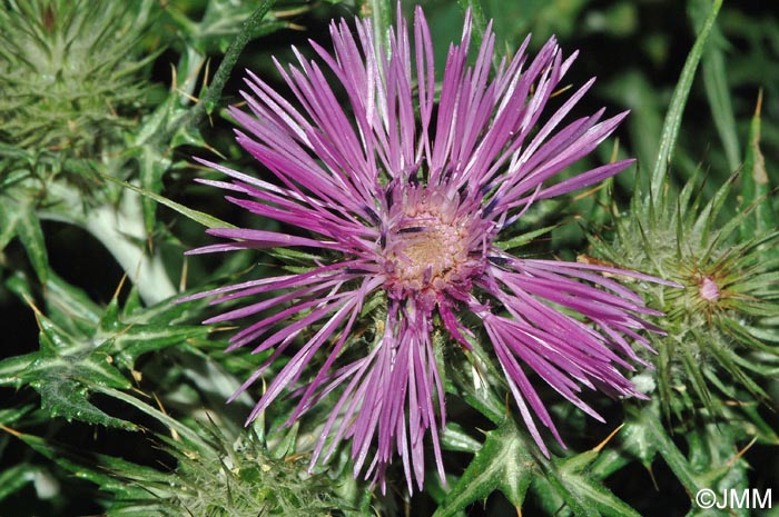 Galactites tomentosus