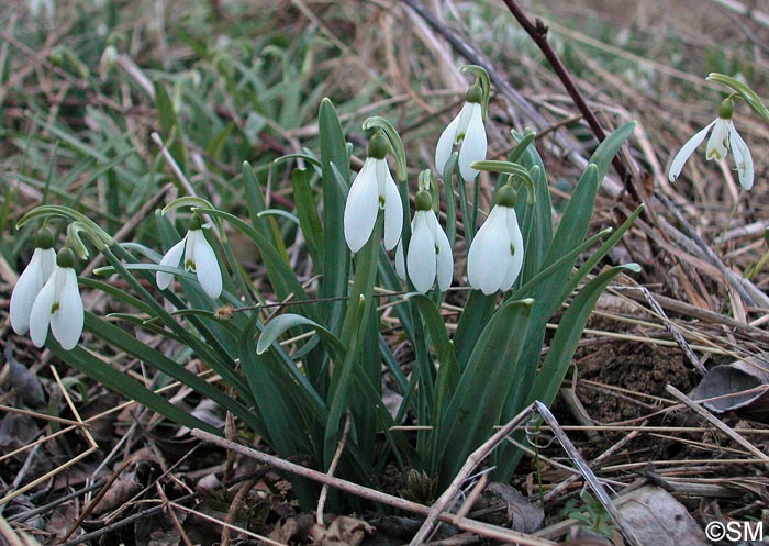 Galanthus nivalis