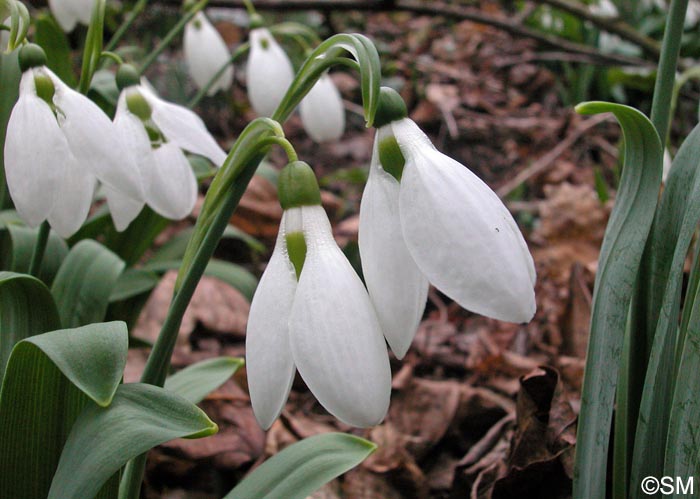 Galanthus nivalis