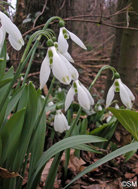 Galanthus nivalis