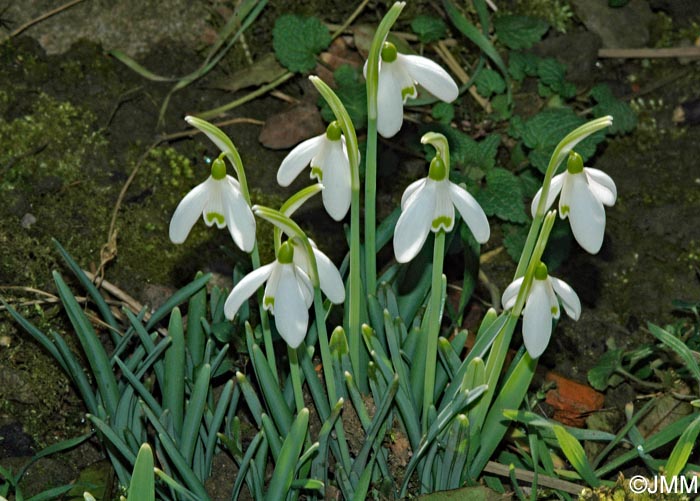 Galanthus nivalis