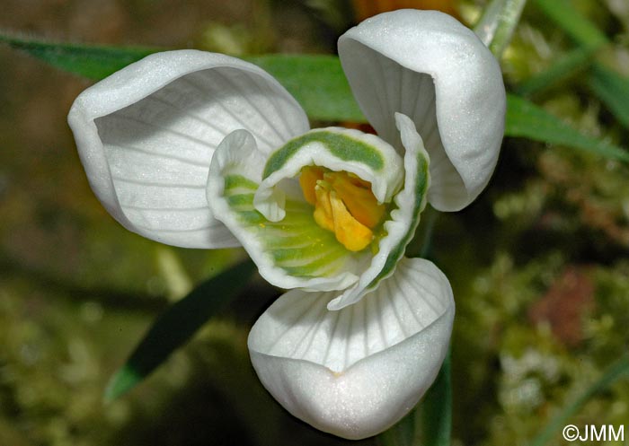 Galanthus nivalis