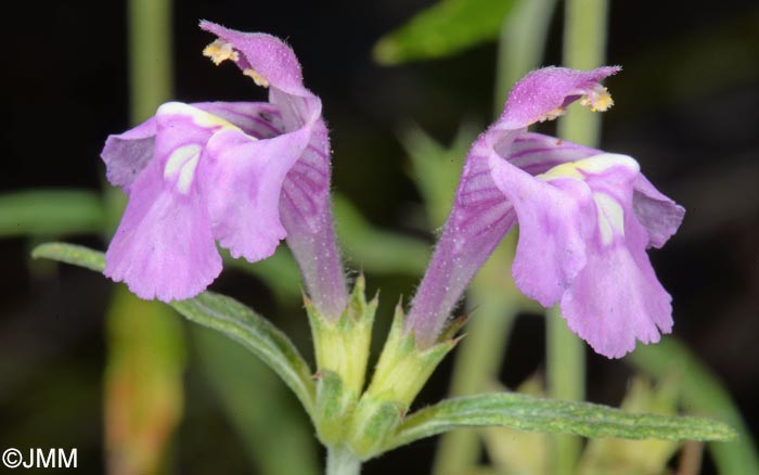 Galeopsis angustifolia