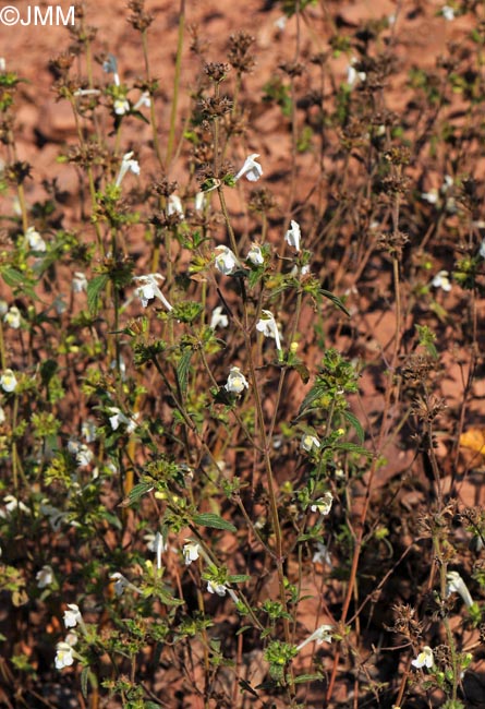 Galeopsis segetum