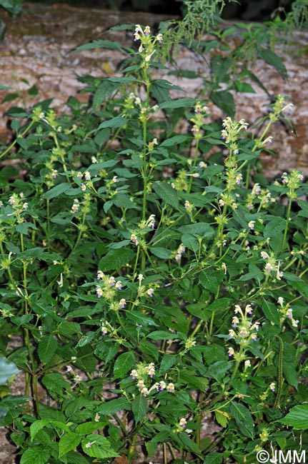 Galeopsis speciosa