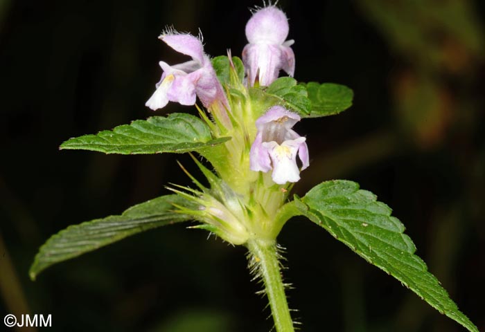 Galeopsis tetrahit