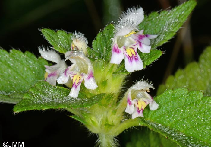 Galeopsis tetrahit