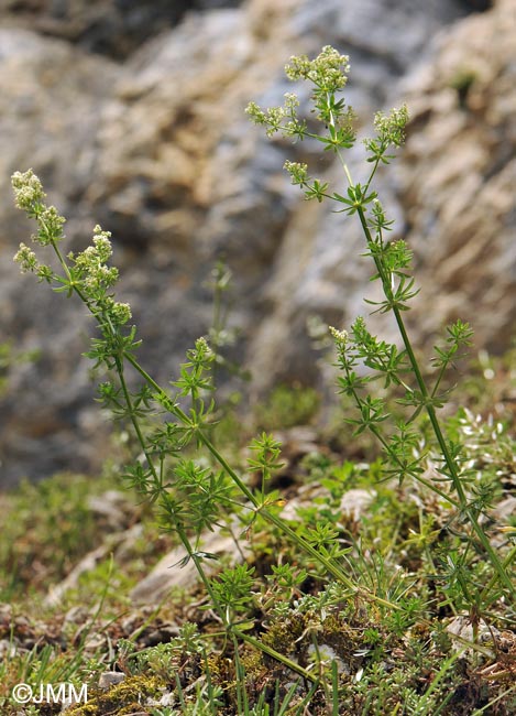 Galium album