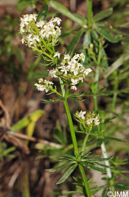 Galium album