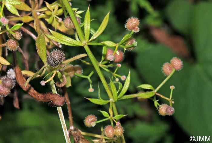 Galium aparine