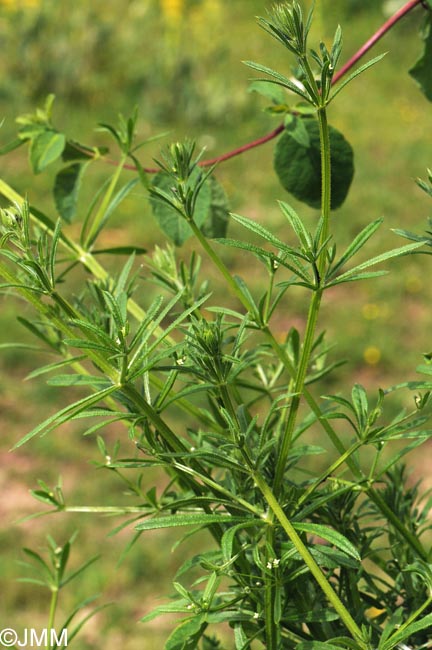 Galium aparine