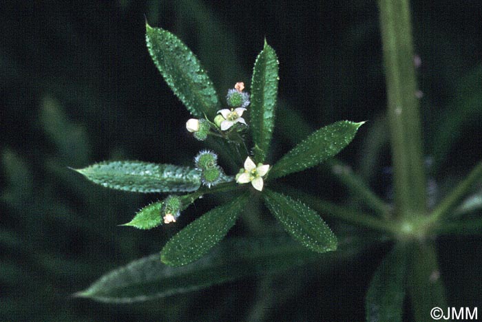 Galium aparine