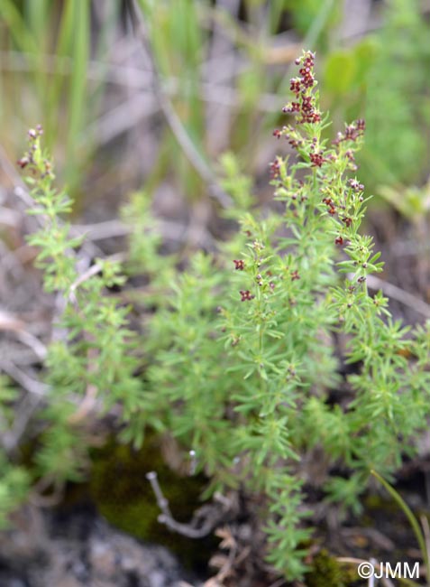 Galium purpureum var. apuanum