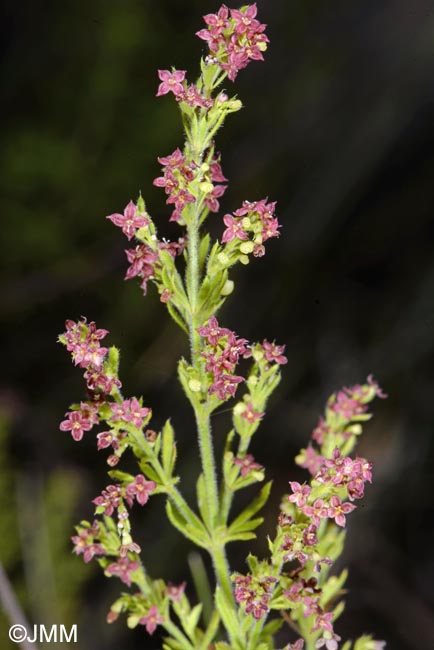 Galium purpureum var. apuanum