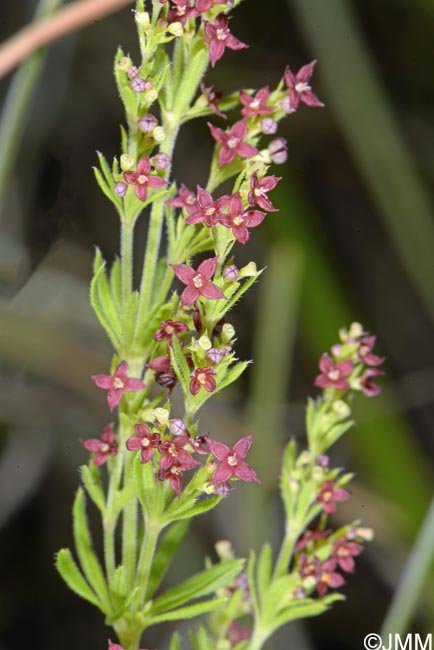 Galium purpureum var. apuanum