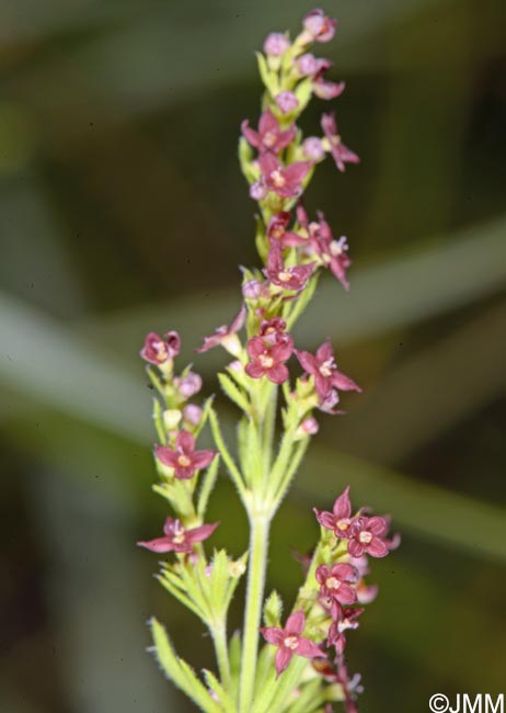 Galium purpureum var. apuanum