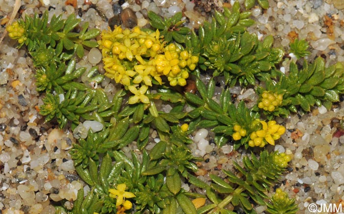 Galium arenarium