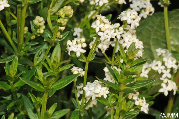 Galium boreale