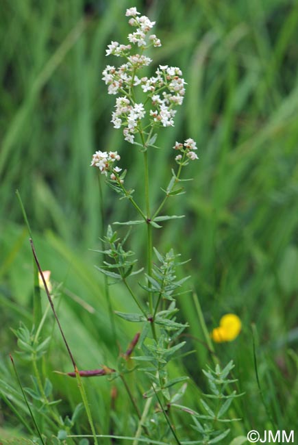 Galium boreale