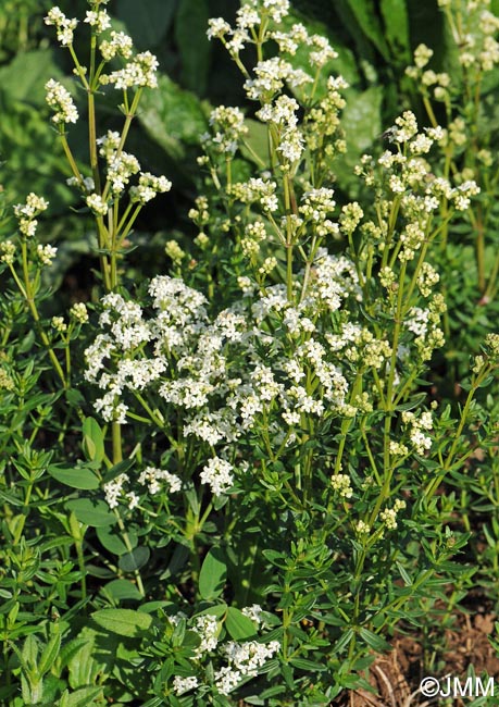 Galium boreale