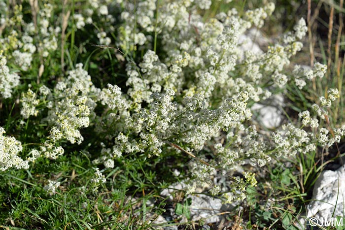 Galium lucidum