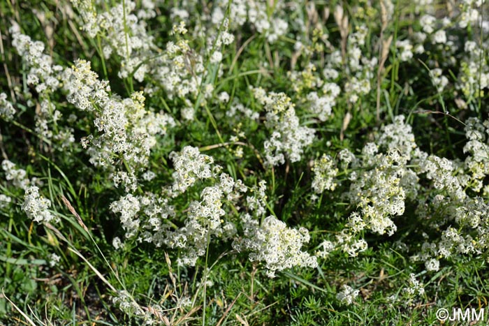 Galium lucidum