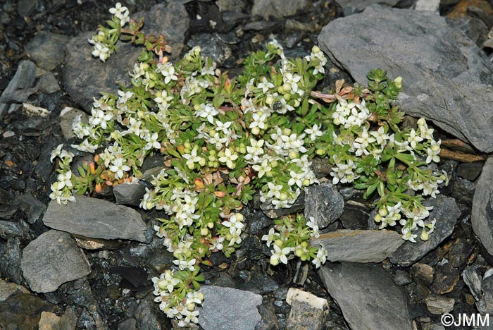 Galium megalospermum = Galium helveticum