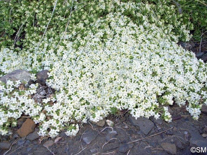 Galium megalospermum = Galium helveticum