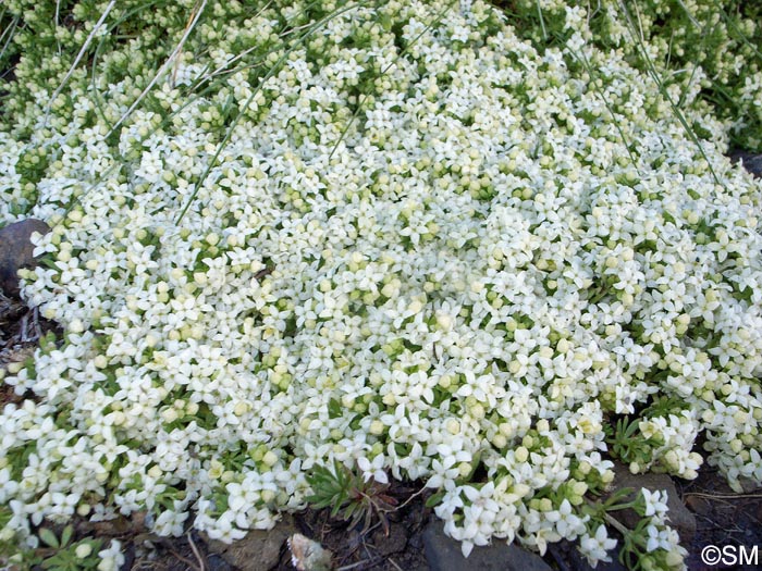 Galium megalospermum = Galium helveticum