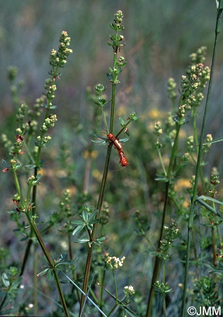 Galium mollugo