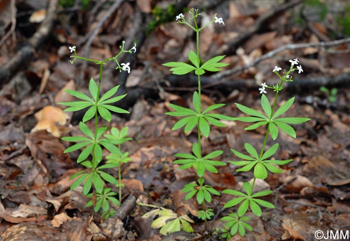 Galium odoratum = Asperula odorata