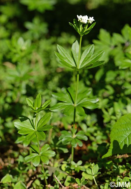 Galium odoratum = Asperula odorata