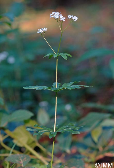 Galium odoratum = Asperula odorata