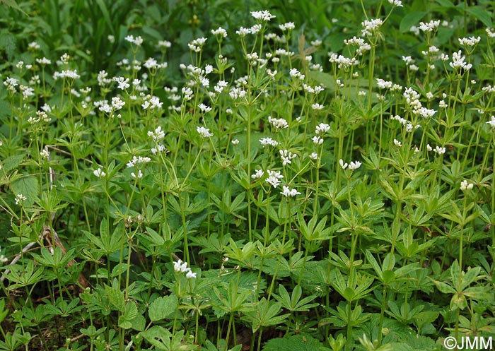 Galium odoratum = Asperula odorata